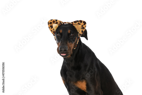 portrait of cute dobermann dog with tongue exposed wearing headband