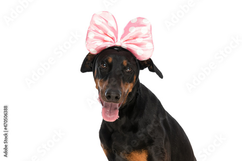Billede på lærred cute dobermann dog with headband and bowtie sticking out tongue