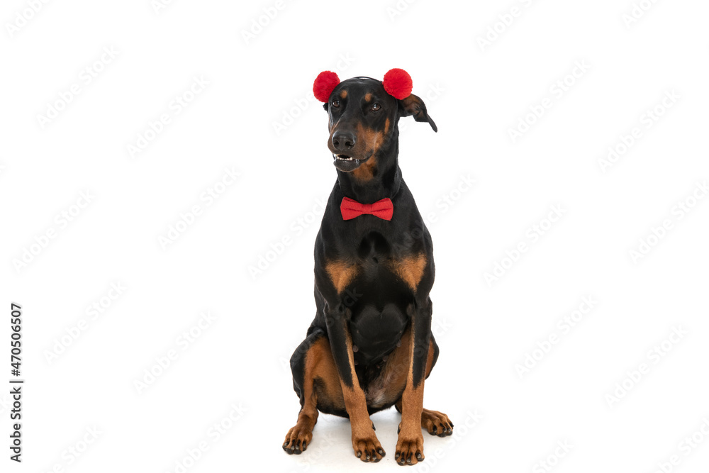 elegant dobermann dog with tassels and bowtie sitting in studio