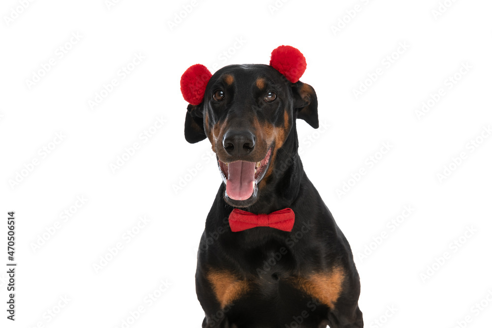 shy little dobermann dog with tassels headband and bowtie panting