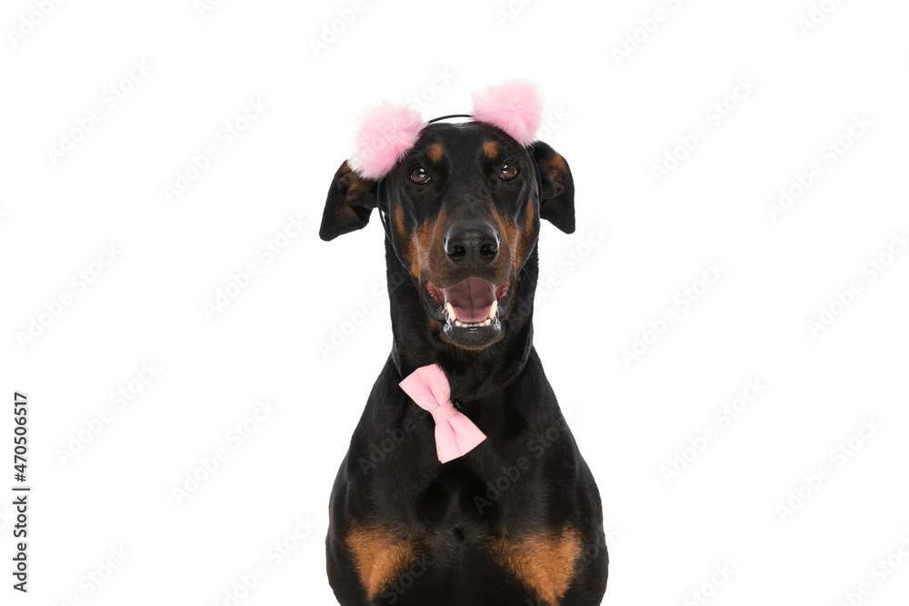 portrait of sweet dobermann dog with pink tassels and bowtie panting