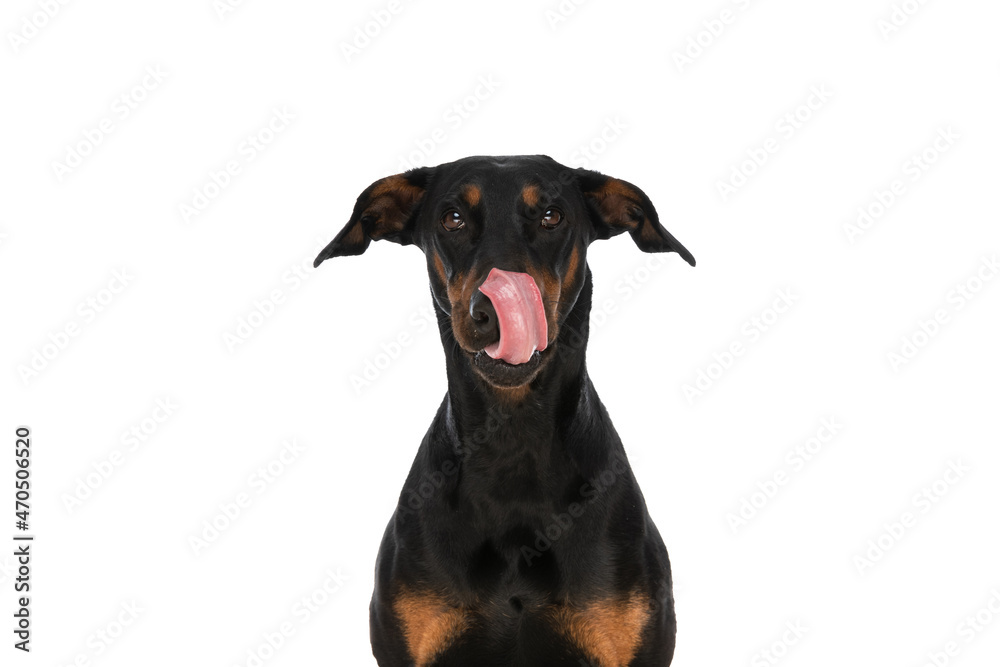 lovely dobermann dog with tongue exposed licking nose lovely dobermann dog with tongue exposed licking nose