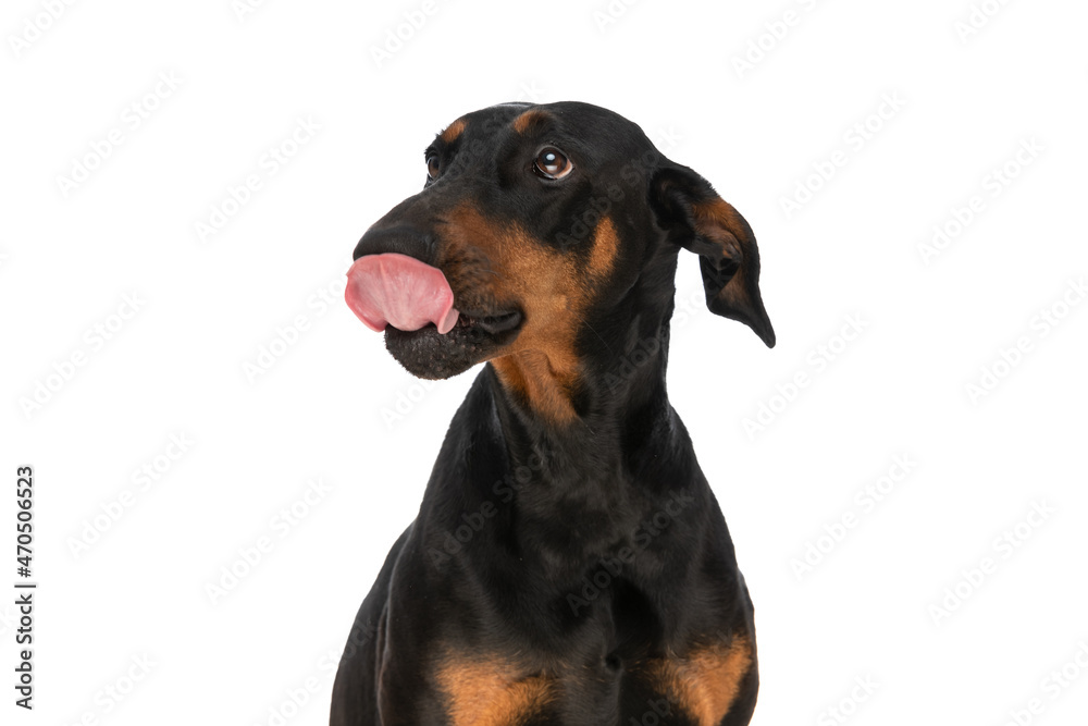 eager little dobermann dog looking up and licking nose