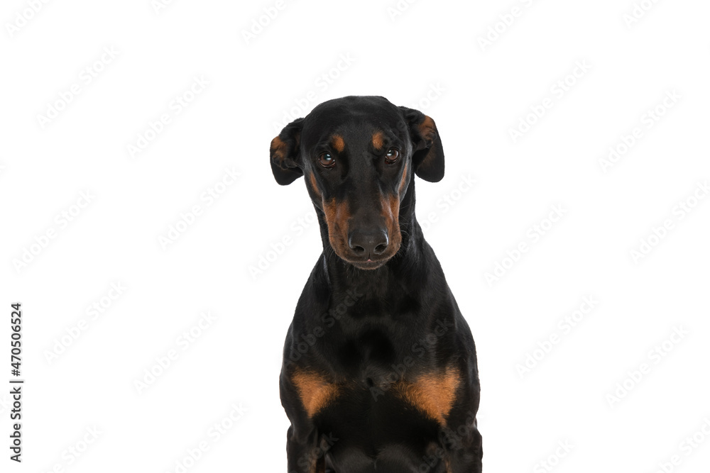 timid dobermann puppy being shy and sitting in studio