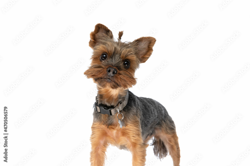 sweet yorkshire terrier dog wearing a leash sweet yorkshire terrier dog wearing a leash