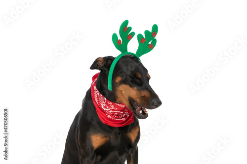 adorable dobermann dog with bandana and reindeer ears looking to side