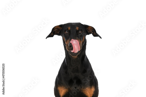 lovely dobermann dog with tongue exposed licking nose