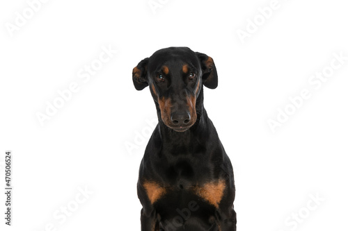 timid dobermann puppy being shy and sitting in studio