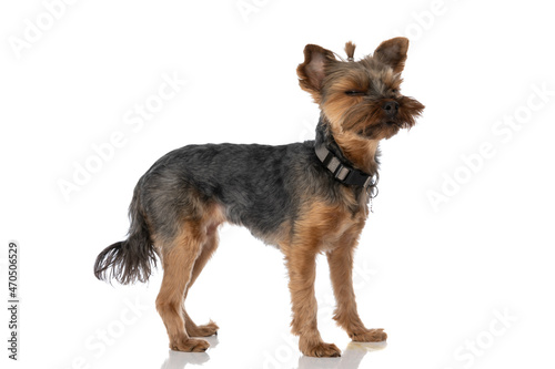 adorable yorkshire terrier dog feeling sleepy and wearing a leash