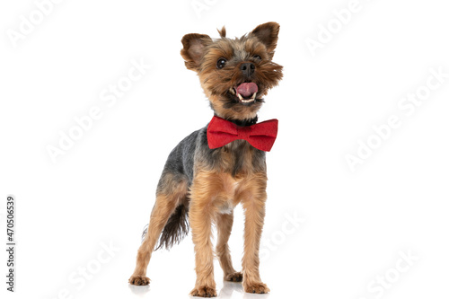 small yorkshire terrier dog sticking out tongue