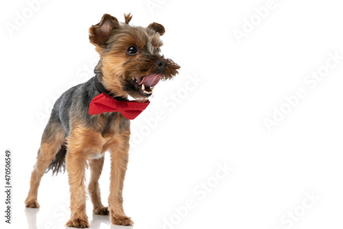 sweet yorkshire terrier dog sticking his tongue out