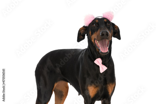 enthusiastic dobermann puppy with pink tassels and bowtie looking up