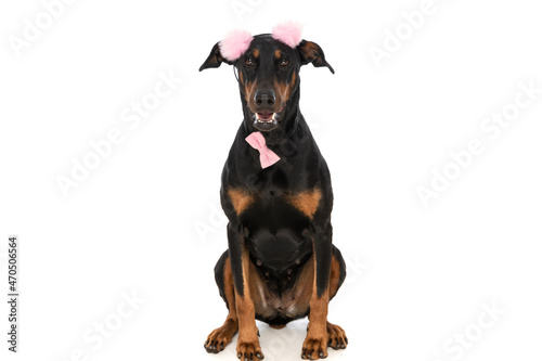 cute dobermann dog with pink tassels headband and bowtie sitting