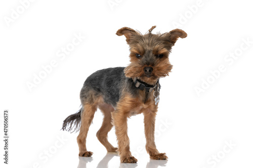 beautiful yorkshire terrier dog feeling angry and wearing a leash