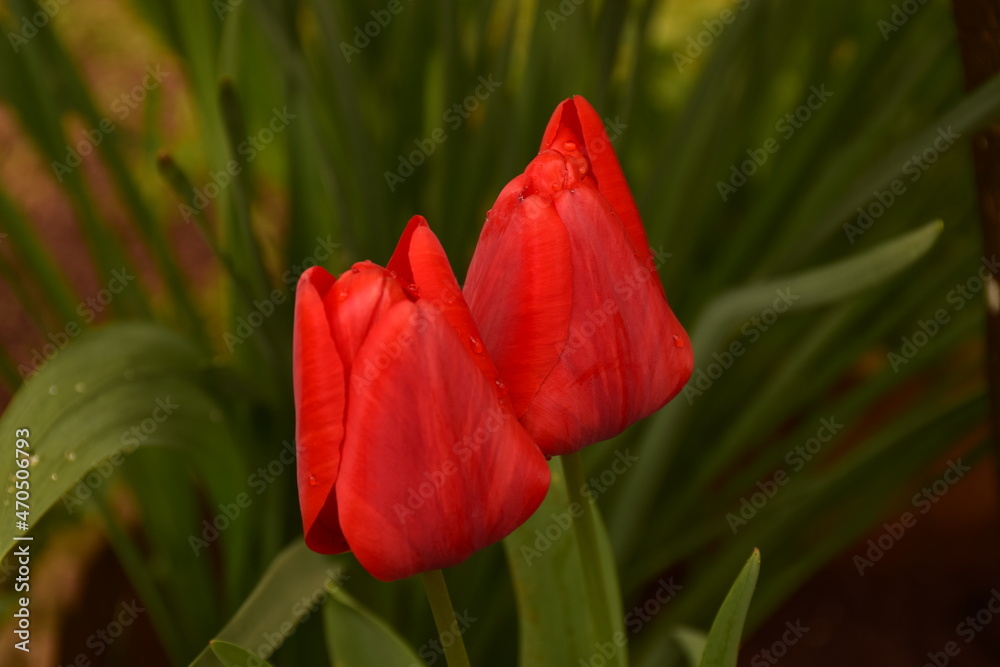 Red flowers. Tulipan, gerber and rose.