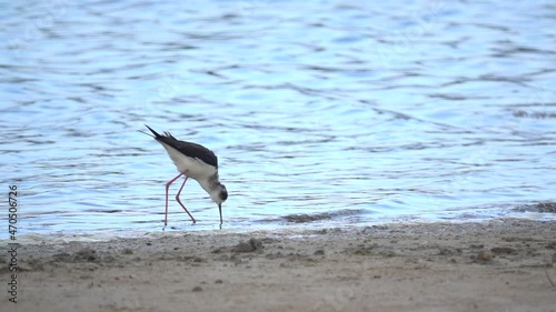 bird wetlands Black-winged Stilt male Himantopus himantopus. Long red legs and black needle-like bill. Head pattern variable