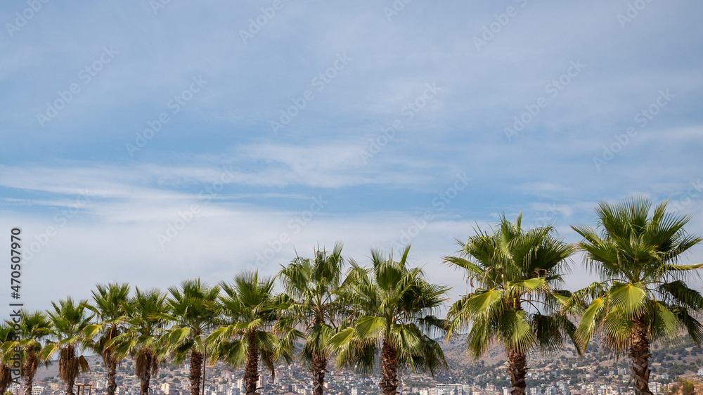 palm trees on the beach