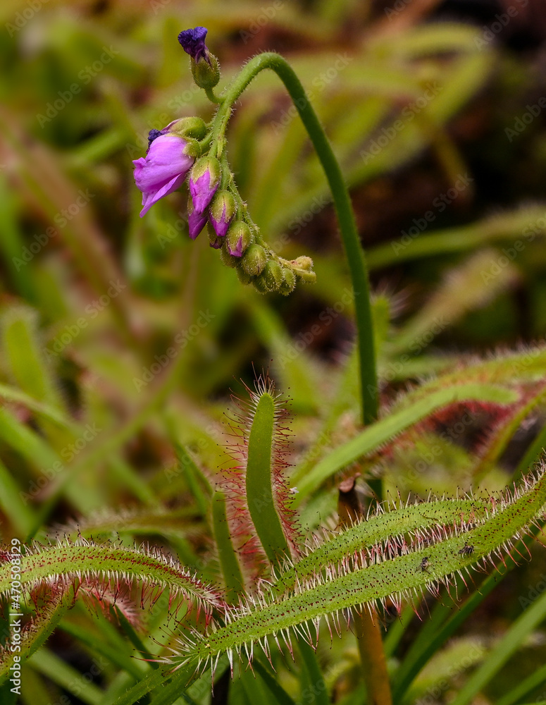 Cape sundew Drosera capensis, native to the Cape in South Africa. KIT Karlsruhe, Baden Wuerttemberg, Germany, Europe Cape sundew Drosera capensis, native to the Cape in South Africa. KIT Karlsruhe, Baden Wuerttemberg, Germany, Europe