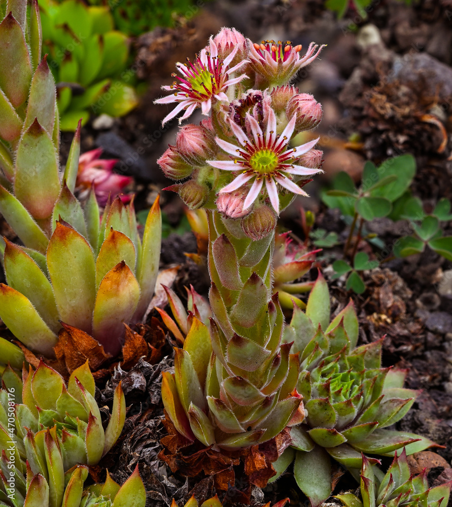 Obraz premium Sempervivum (x funckii) with beautiful blossoms_Botanical garden KIT Karlsruhe, Baden Wuerttemberg, Germany