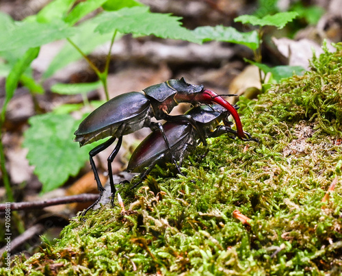 Pair of stag beetles reproducing in the forest on moss . Baden Baden, Baden Wuerttemberg, Germany, Europe photo