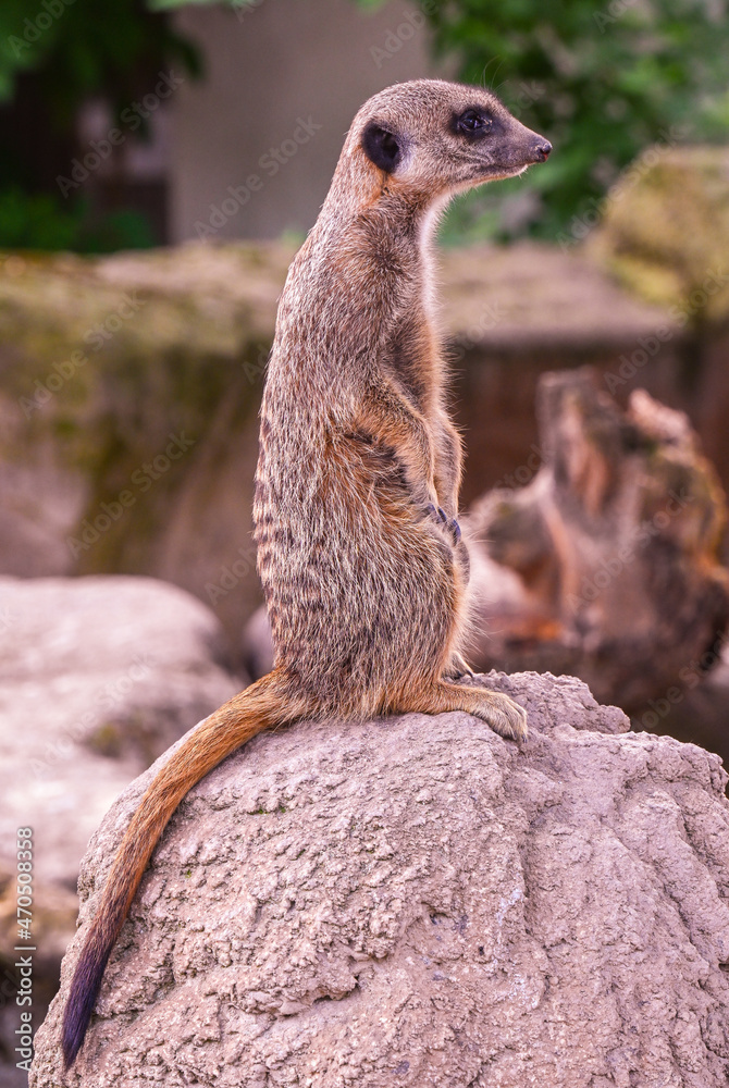 Fototapeta premium Meerkat or Suricate (Suricata suricatta) keeps watch on a stone