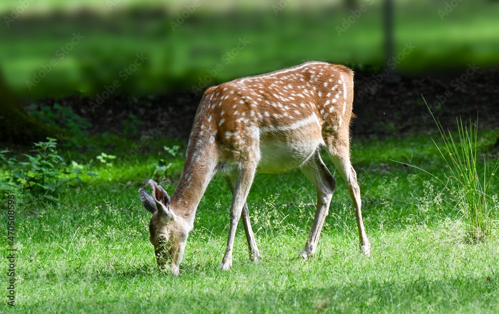 Mesopotamian, Fallow Deer (Dama dama mesopotamica) eats at the edge of the forest