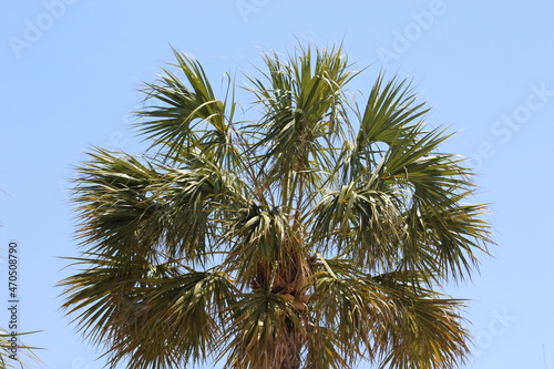 palm tree against blue sky