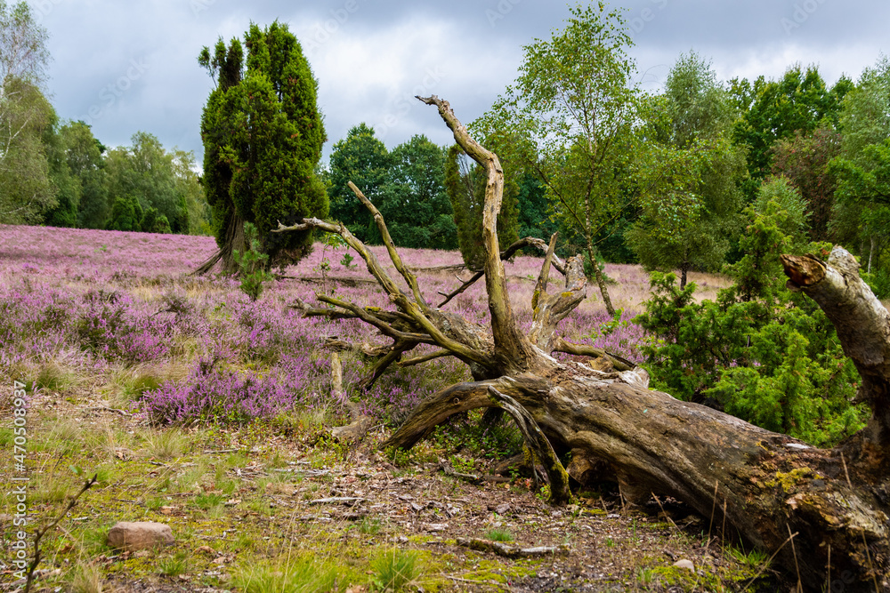 Fototapeta premium die Lüneburger Heide in voller Blüte, das Heidekraut duftet nach Honig