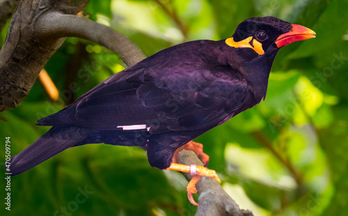 Common Hill Myna on a tree branch