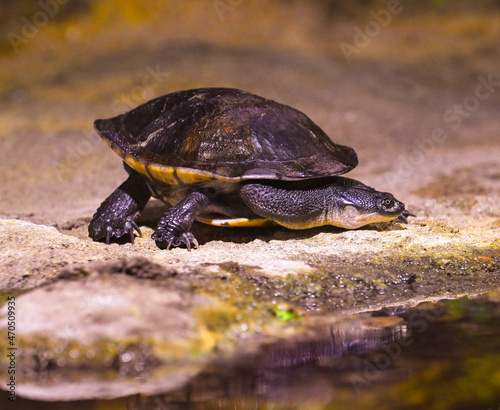 Roti Island snake-necked turtle / McCord‘s snakeneck turtle (Chelodina mccordi) on the ground