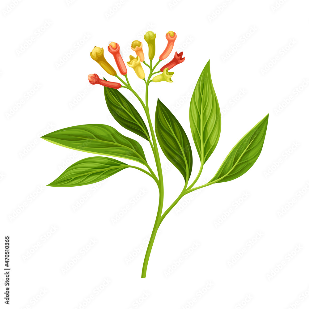 Clove Tree Branch with Ripe Aromatic Flower Bud Vector Illustration