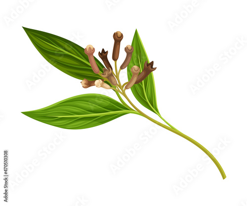 Clove Tree Branch with Ripe Aromatic Bud Vector Illustration