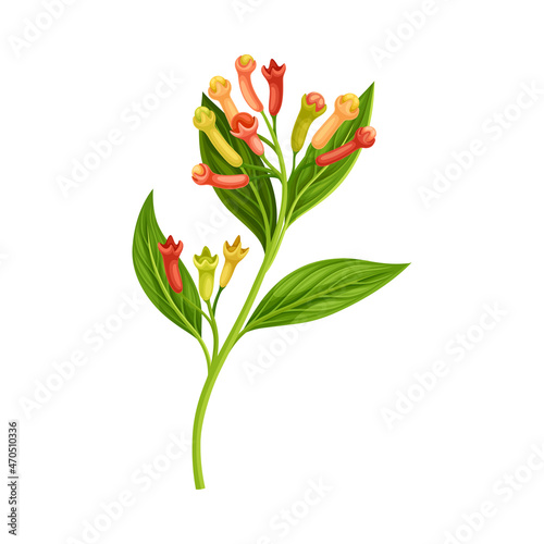 Clove Tree Branch with Ripe Aromatic Flower Bud Vector Illustration