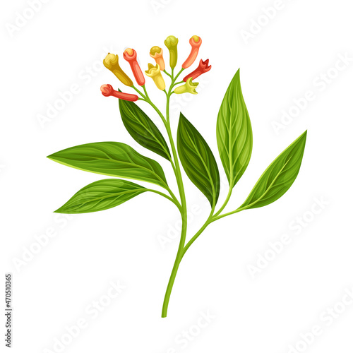 Clove Tree Branch with Ripe Aromatic Flower Bud Vector Illustration