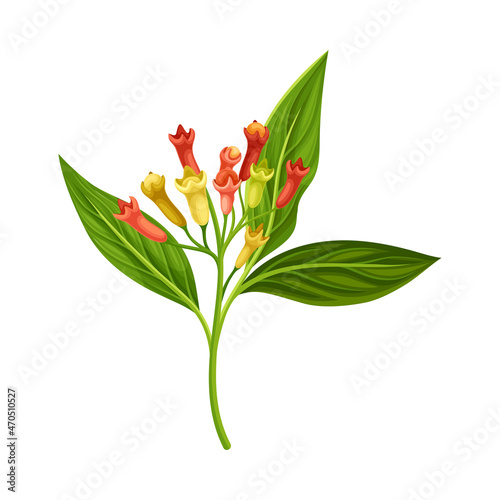 Clove Tree Branch with Ripe Aromatic Flower Bud Vector Illustration