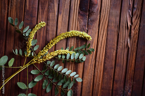 green branches with leaves and seeds on wooden background