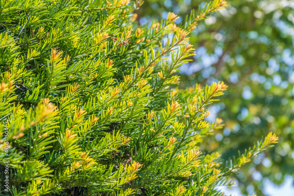 Dense foliage of juniper, Juniperus with blurred background Dense foliage of juniper, Juniperus with blurred background