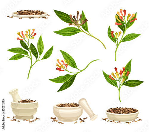Clove Branch with Aromatic Flower Bud and Dried Spice in Mortar with Pestle Vector Set