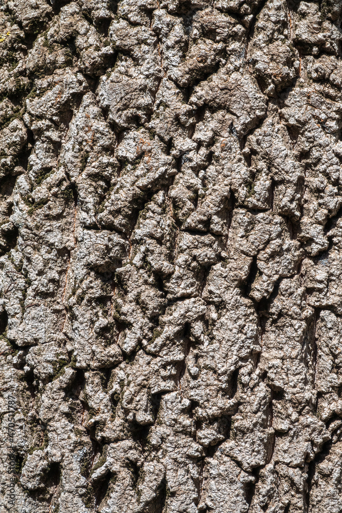 Bark texture and background of a old tree trunk Bark texture and background of a old tree trunk