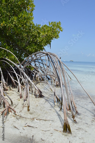 tree on the beach