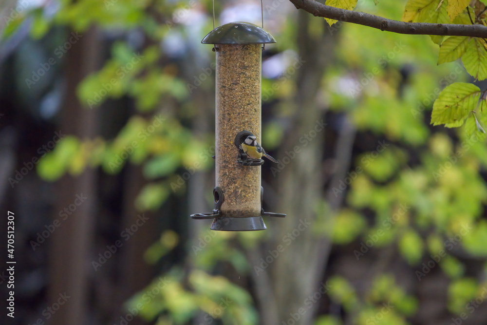 Bird feeder in the woods in fall / wintertime Bird feeder in the woods in fall / wintertime