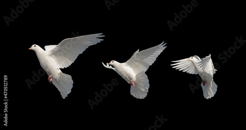 фотографія white doves in flight isolated on black background