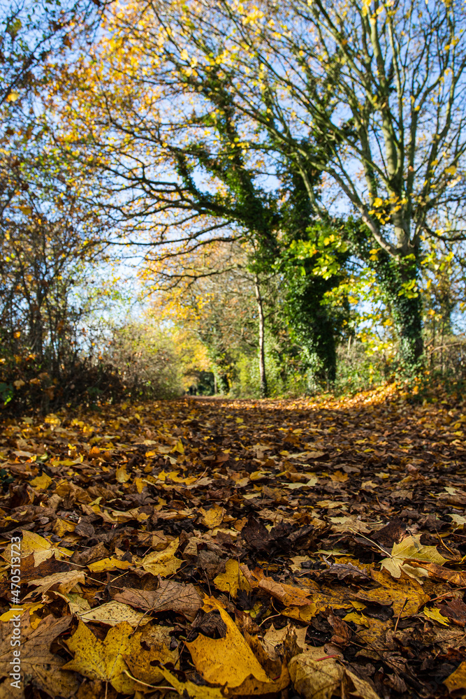 Golden leaves line the Wirral Way Golden leaves line the Wirral Way
