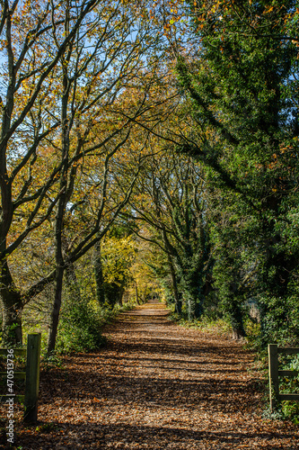 The Wirral Way in autumn