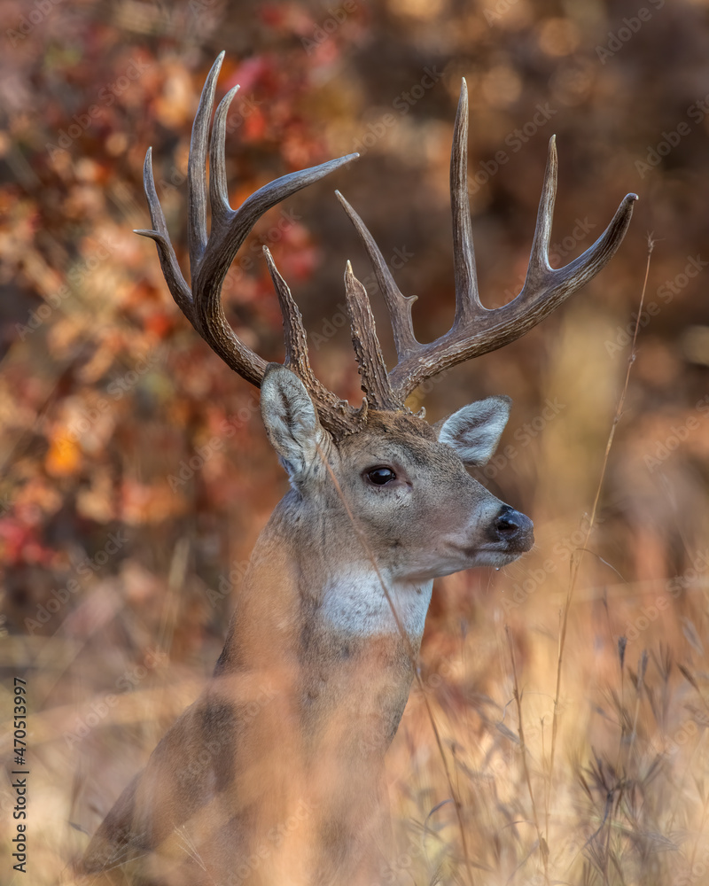Naklejka premium White-tailed Deer