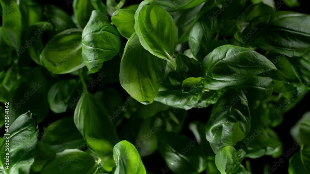 Fresh green basil leaves explosion on a black background. Filmed on high speed cinematic camera at 1000 fps.