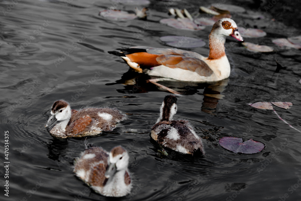 Obraz premium two ducks on the lake