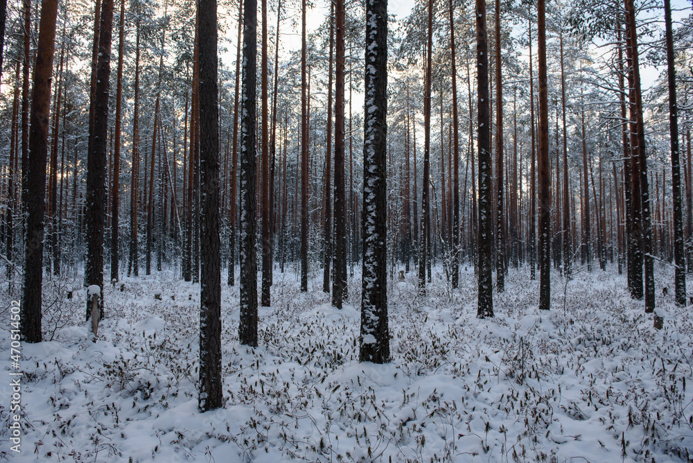 Frosty day. Snow-covered pine trunks Frosty day. Snow-covered pine trunks