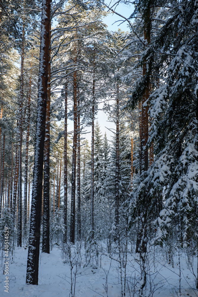 Frosty day. Snow-covered pine trunks Frosty day. Snow-covered pine trunks