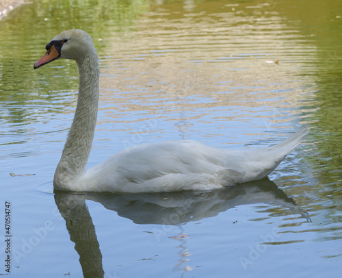 white swan on the water